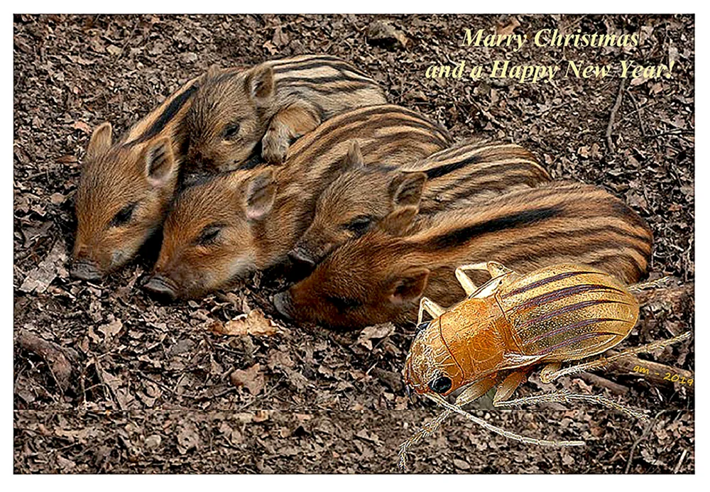 Wildschwein mit Wildschweinkälbern