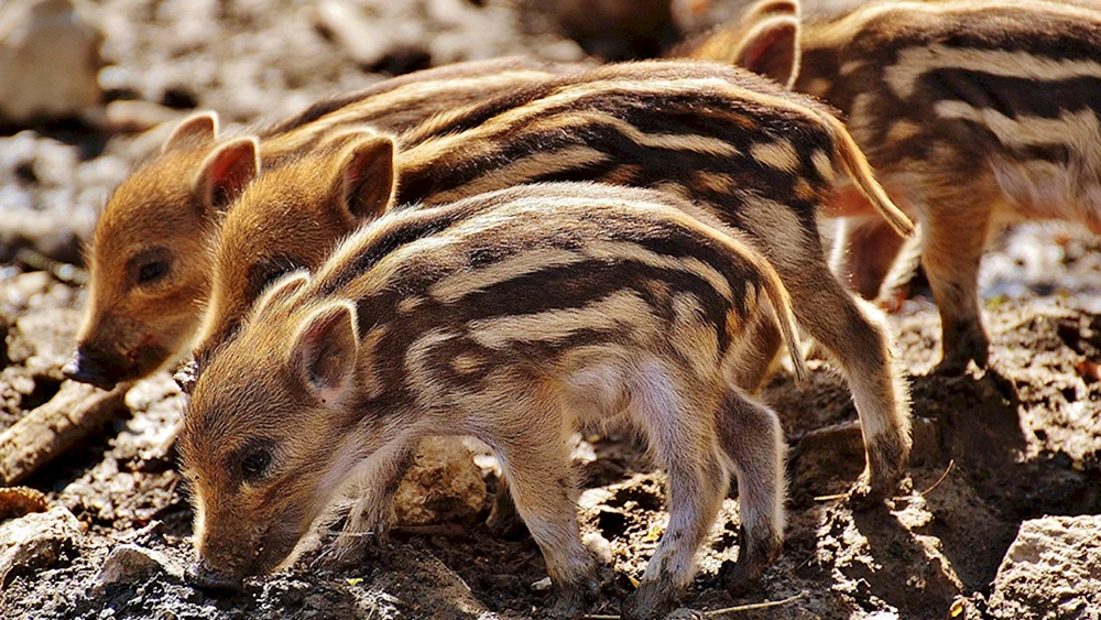 Eber mit Wildschweinkälbern
