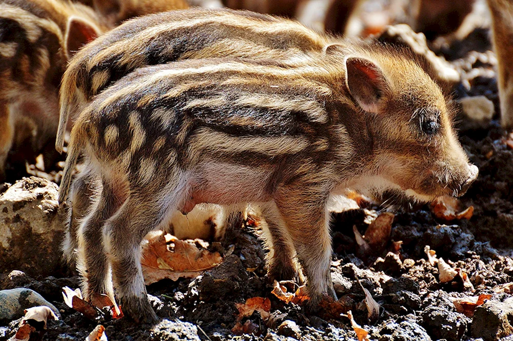 Eber mit Wildschweinkälbern