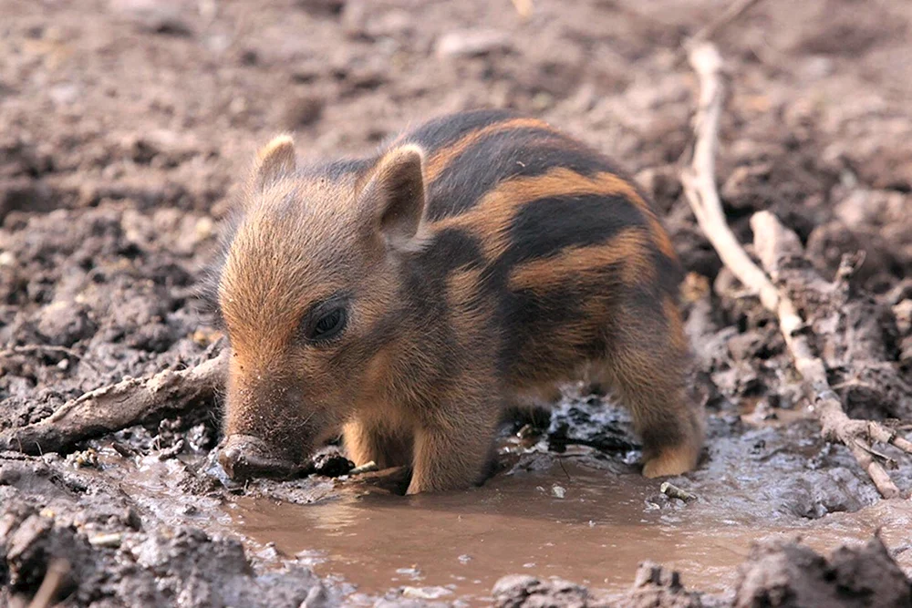 Eber mit Wildschweinkälbern