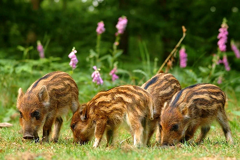 Eber mit Wildschweinkälbern