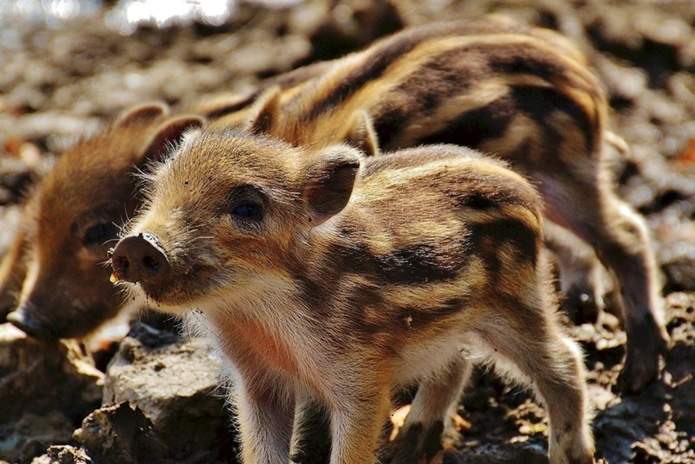 Eber mit Wildschweinkälbern