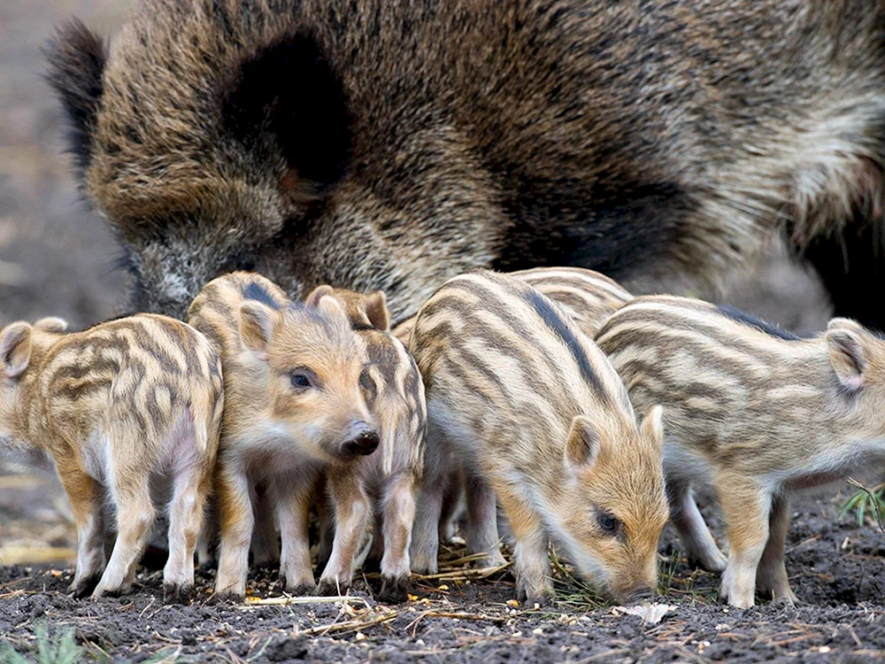 Eber mit Wildschweinkälbern