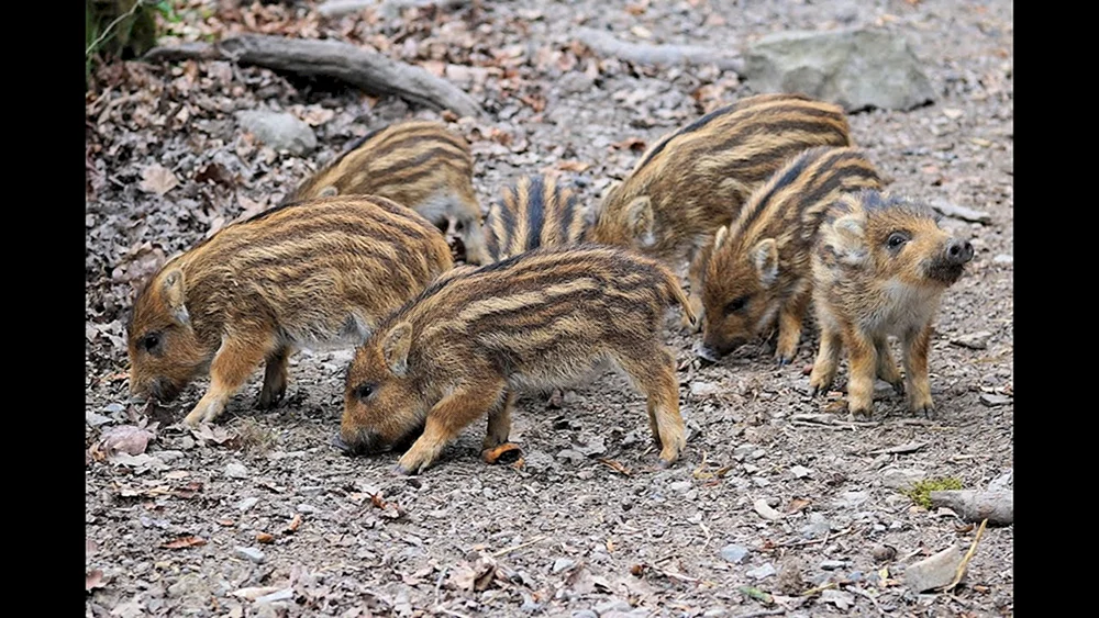 Eber mit Wildschweinkälbern