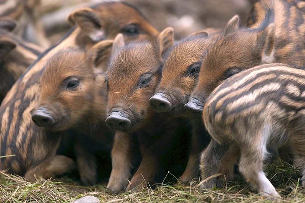 Wildschweinkälber