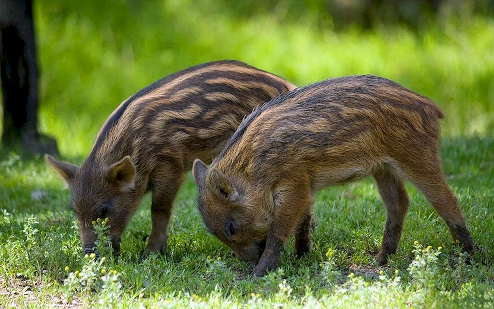 Genshins Wildschweinkälber