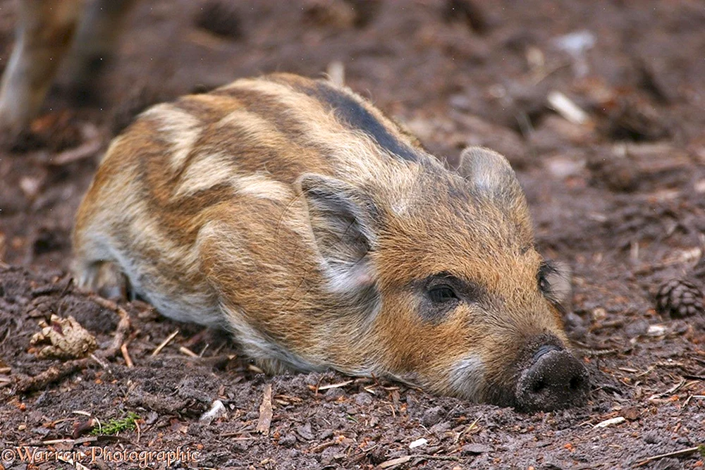 Gestreifte Wildschweinkälber
