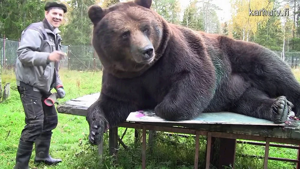 Kadyak-Bär