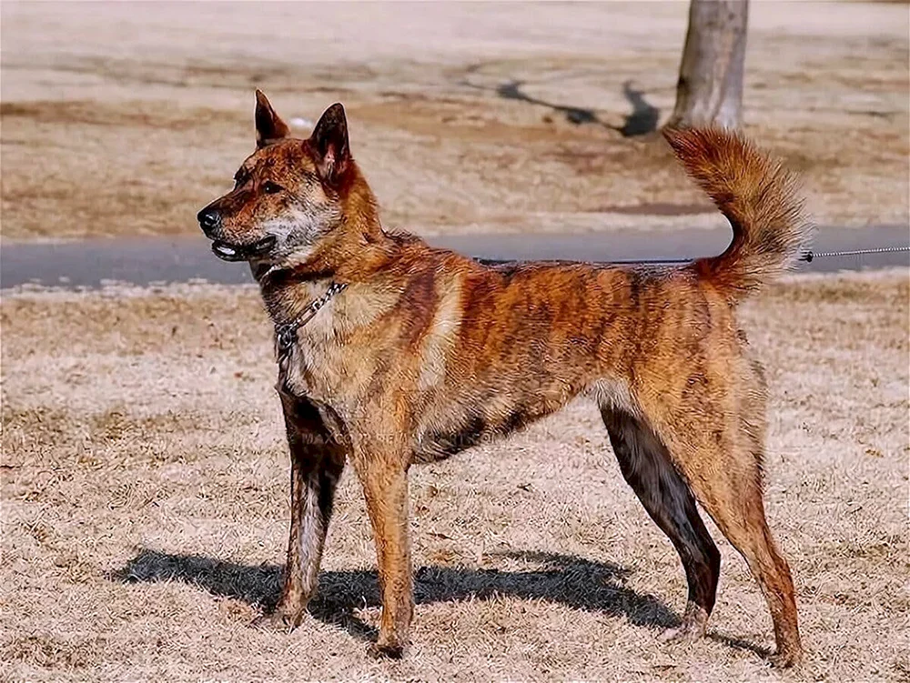 Welsh Corgi Cardigan