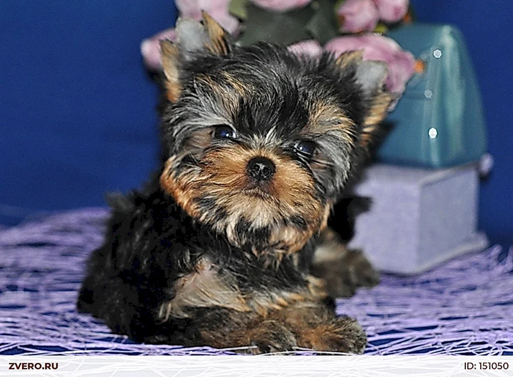 Yorkshire Terrier mini Mädchen