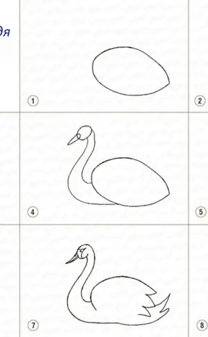 Schwan zeichnen