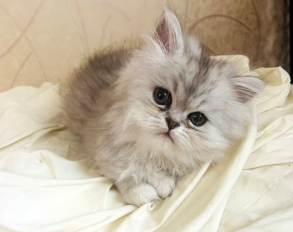 Wie eine reinrassige Perserkatze aussieht