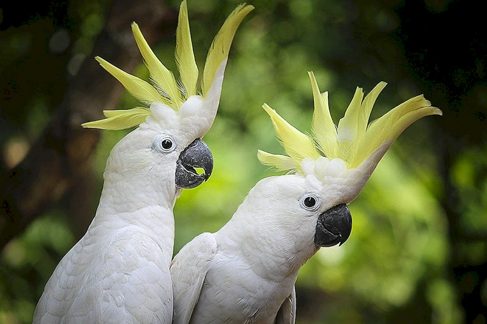 Kakadu Alba