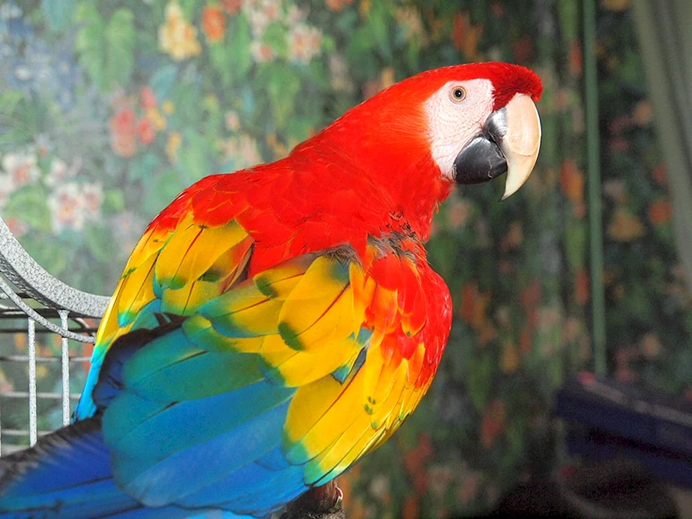 Kakadu und Ara