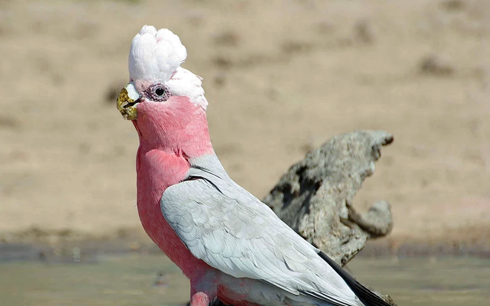 Rosa Kakadu