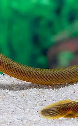 Calamoichte Kalabar-Schlangenfisch
