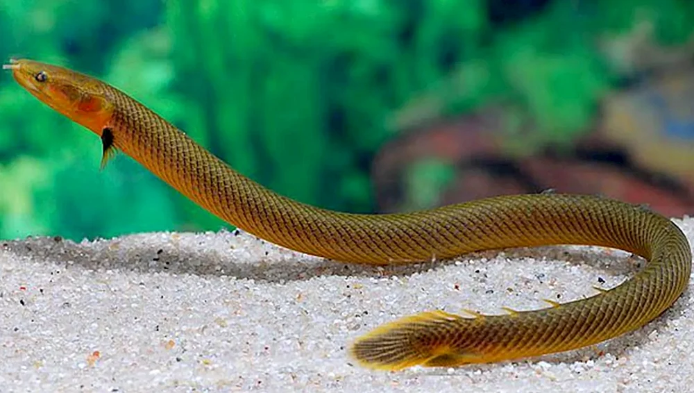 Calamoichte Kalabar-Schlangenfisch