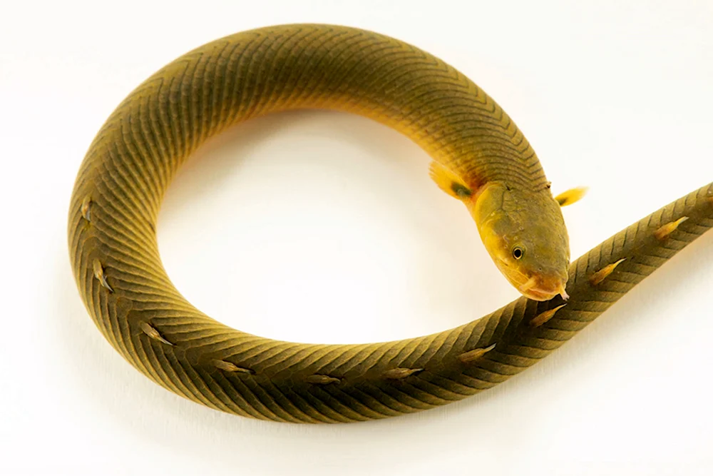 Calamoichte Kalabar-Schlangenfisch