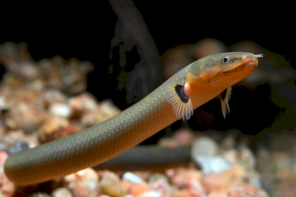 Calamoichte Kalabar-Schlangenfisch
