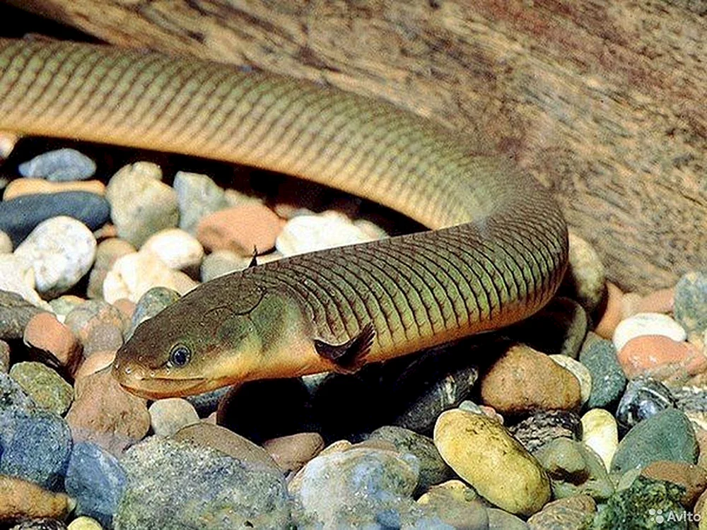 Calamoichte Kalabar-Schlangenfisch Schlange