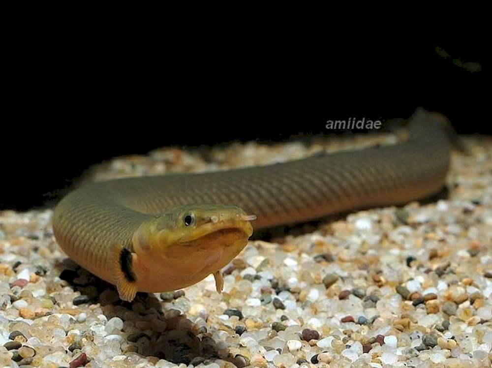 Acanthophthalmus culya