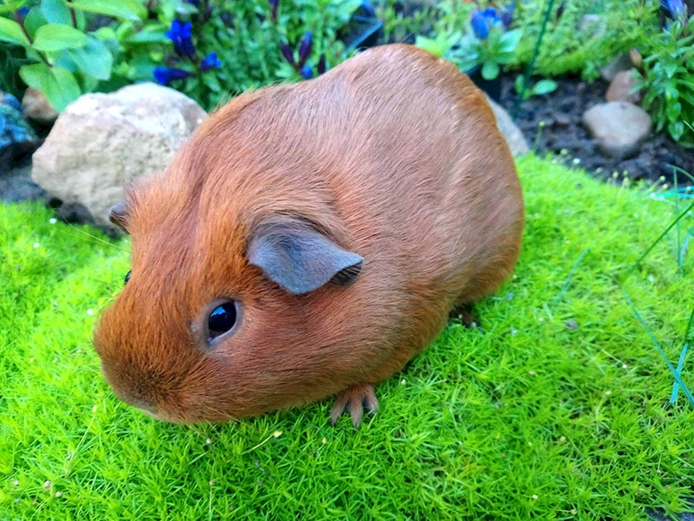 Kalifornisches Meerschweinchen