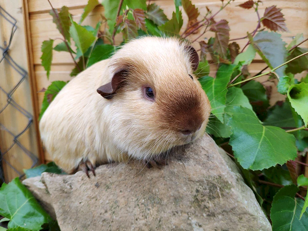 Kalifornien Meerschweinchen