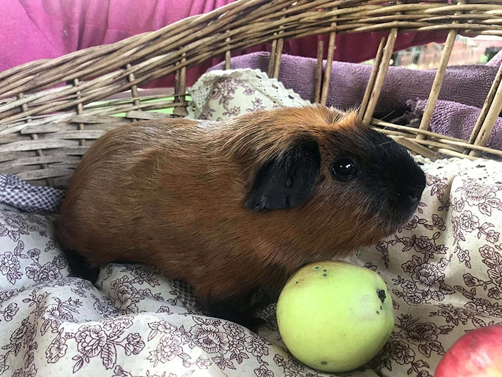 Kalifornisches Meerschweinchen