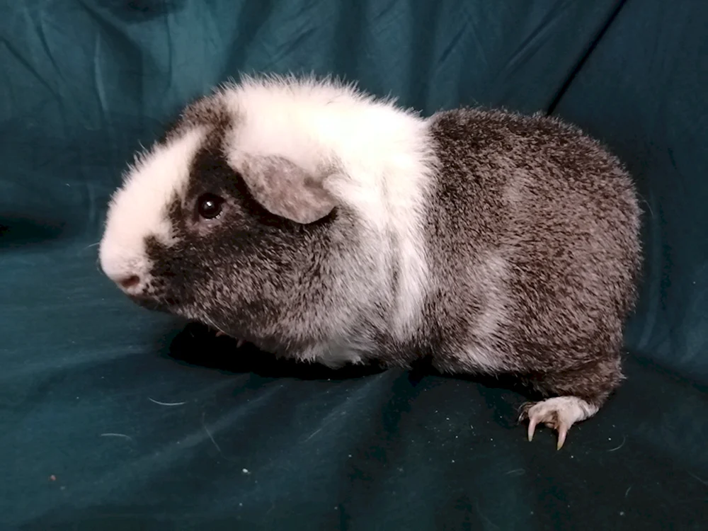 Kalifornisches Rex-Meerschweinchen. Meerschweinchen