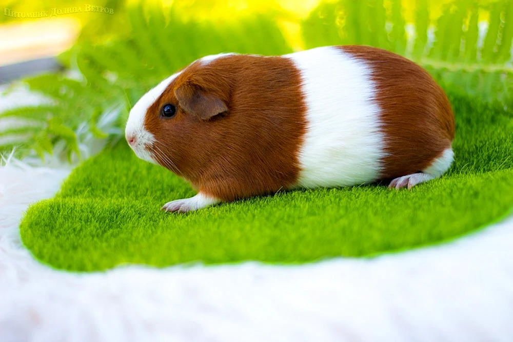 Kalifornisches Meerschweinchen