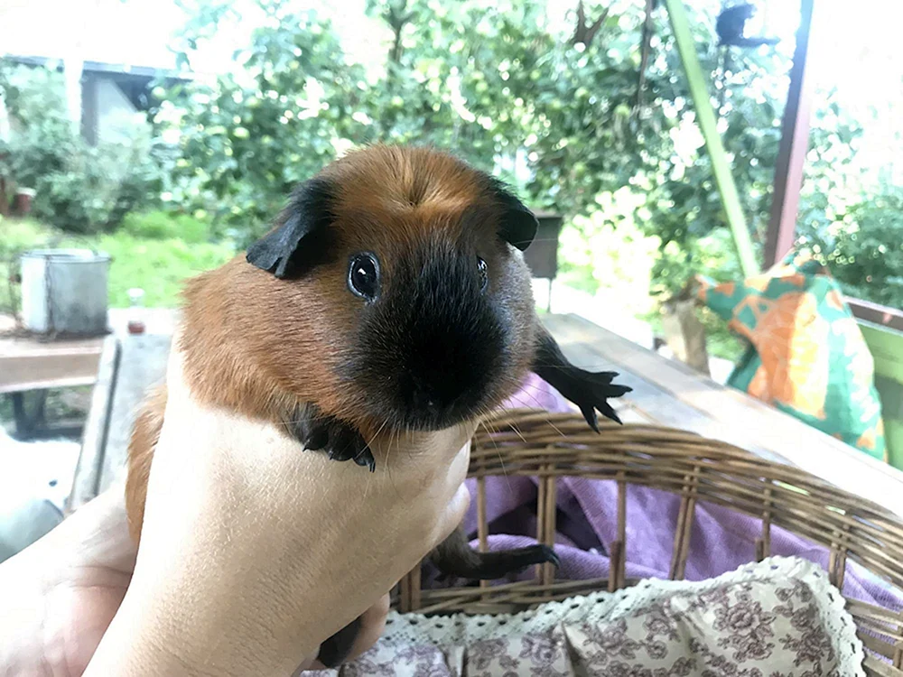 Ridgeback-Meerschweinchen