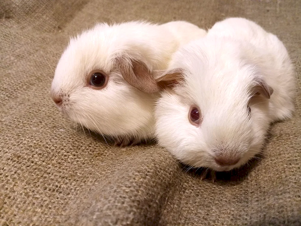 Kalifornisches Selbst-Meerschweinchen