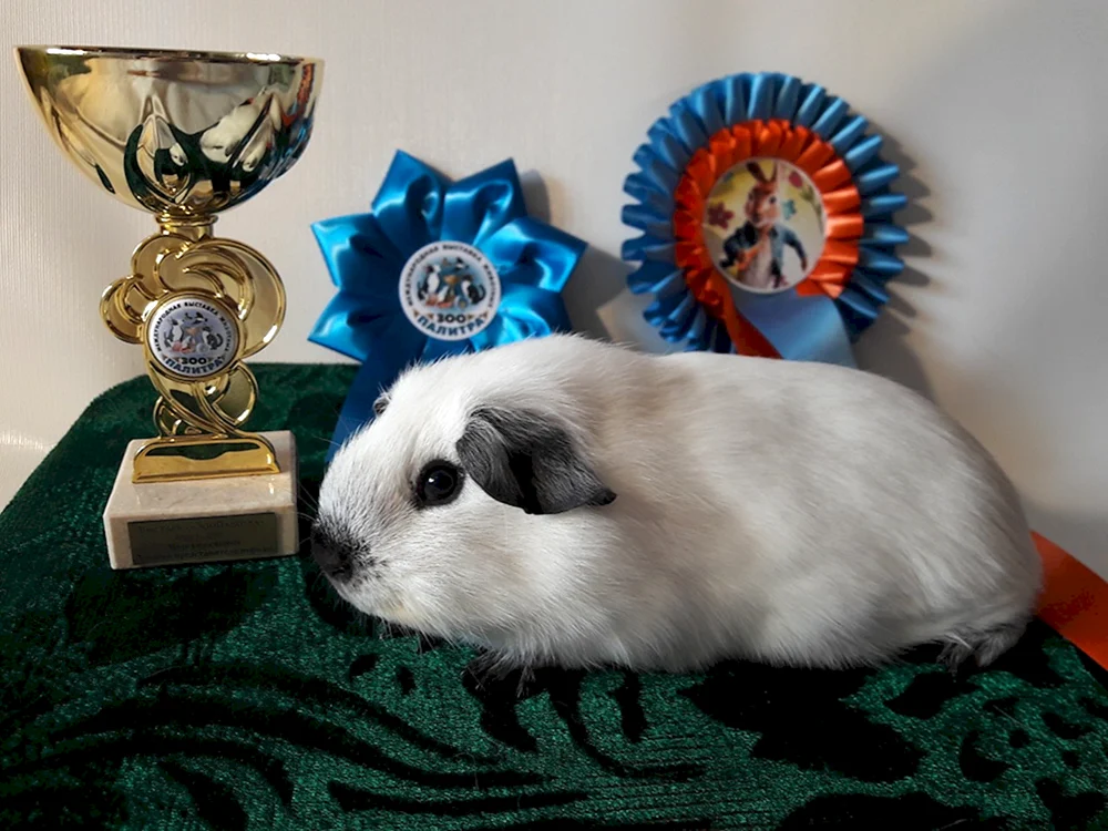 Kalifornisches Meerschweinchen