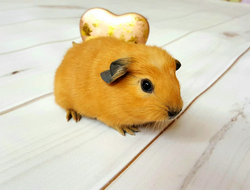 Kalifornien Meerschweinchen