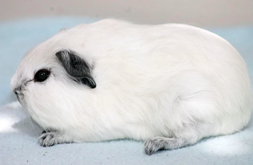 Kalifornien Meerschweinchen