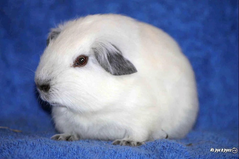 Kalifornien Meerschweinchen Mumps