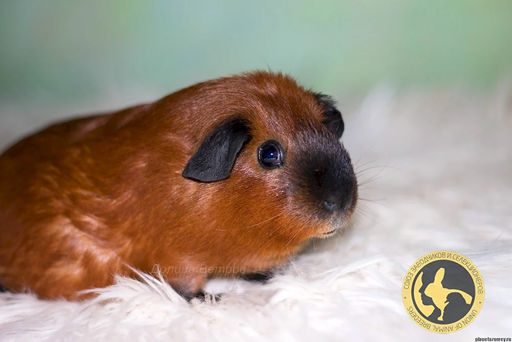 Kalifornisches Meerschweinchen
