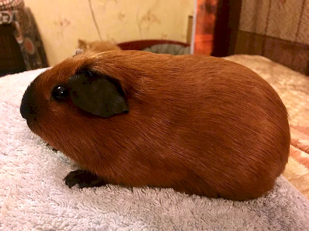 Kalifornisches Meerschweinchen