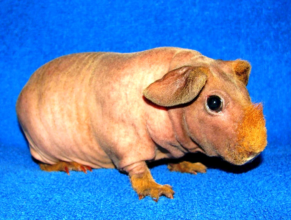 Kalifornisches Meerschweinchen gekreuzt