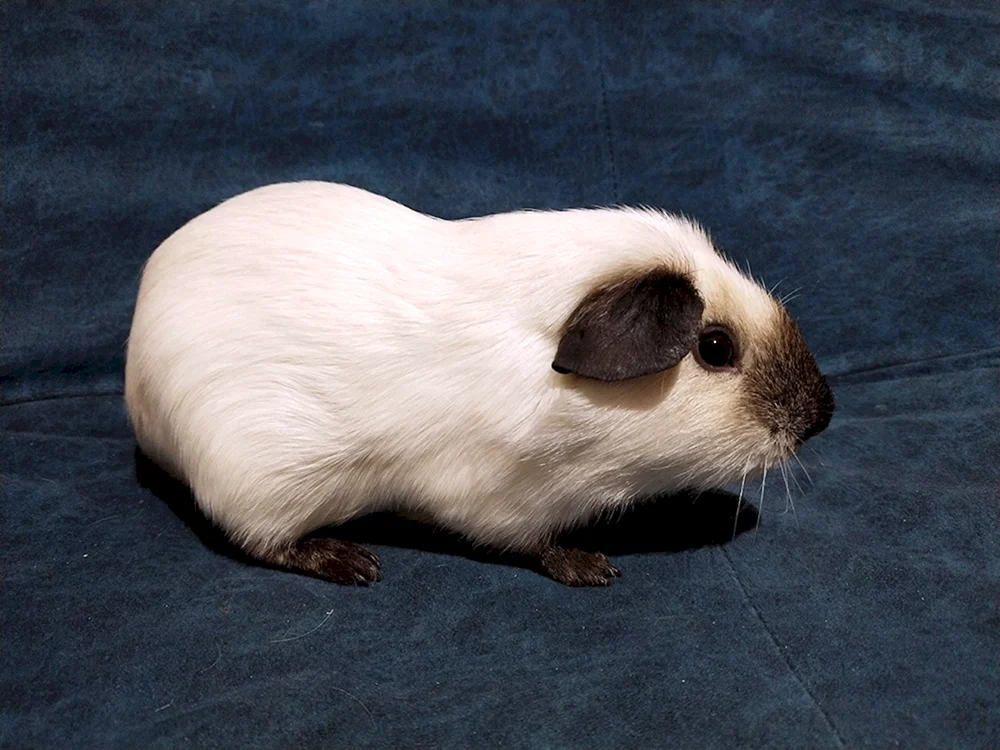 Kalifornisches Meerschweinchen