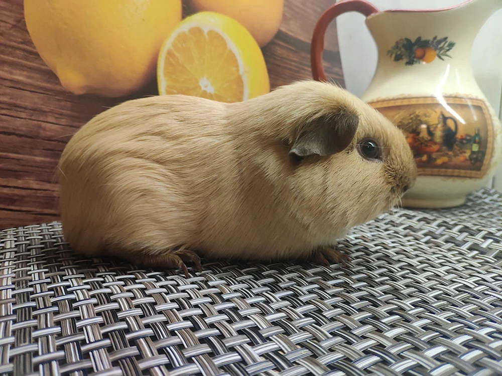 Kalifornisches Meerschweinchen California white