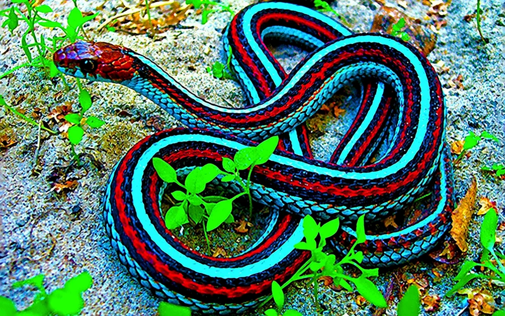 Buschviper Atheris