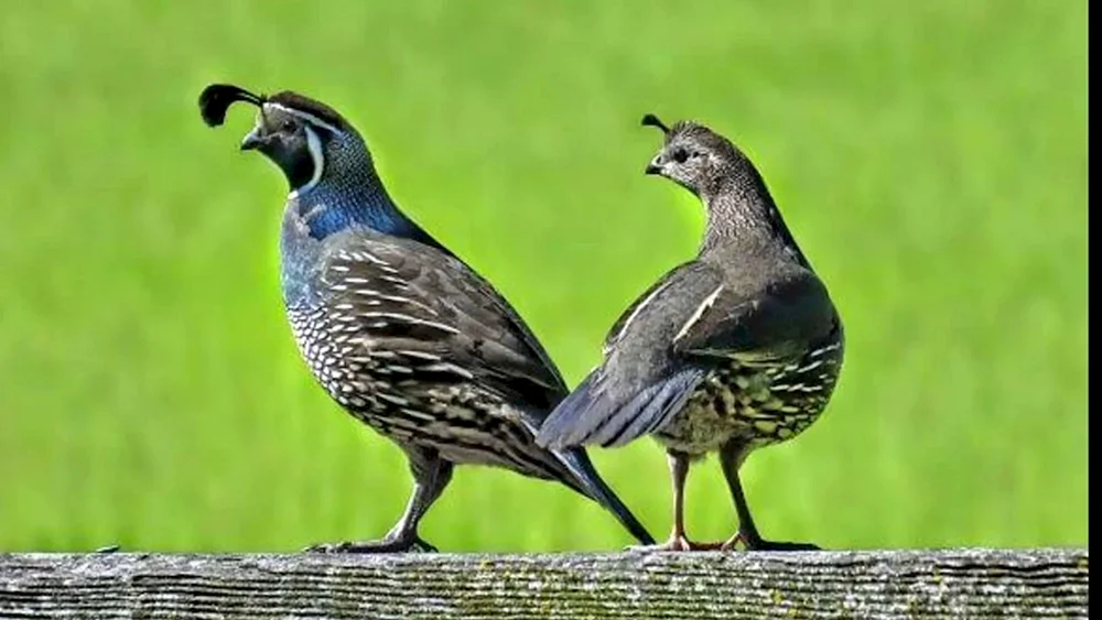 Mandarinenteweibchen