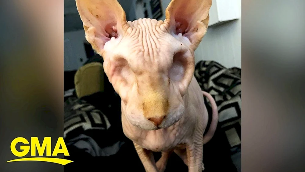 Sphynx-Katzenrasse