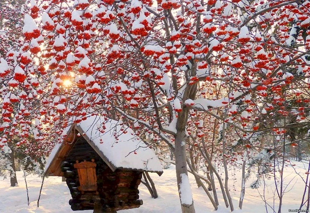Winterulme im Schnee