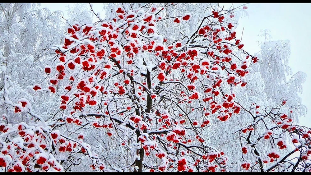 Winterulme im Schnee