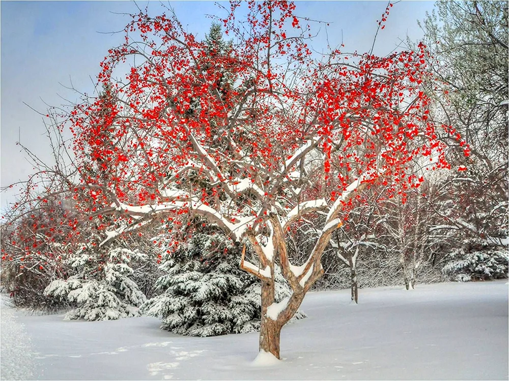 Winterhimbeere im Schnee