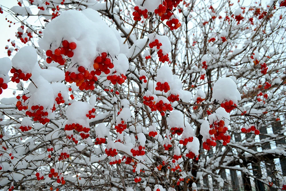 Wintervogelbaum