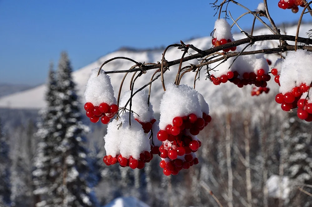 Wintervogelbaum