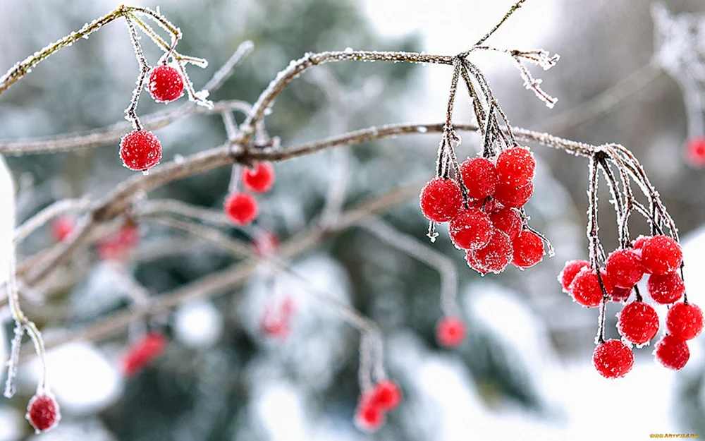 Calina im Schnee.